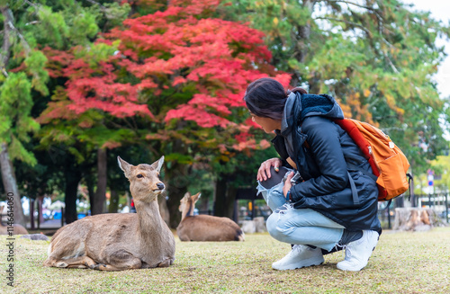 Fotografie Nara deer with woman tourist at Nara park Japan in autumn.
