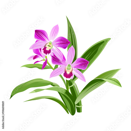 pink orchid isolated on white