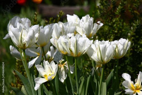 Solar spring morning. Magnificent tulips near a box. Exotic Emperor grade.
