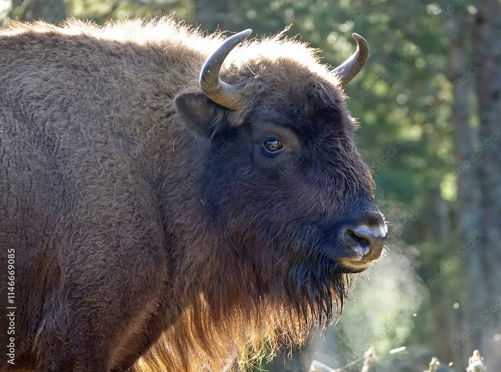 Matin automnale, portrait de bisons d'Europe en Lozère, France Matin automnale, portrait de bisons d'Europe en Lozère, France