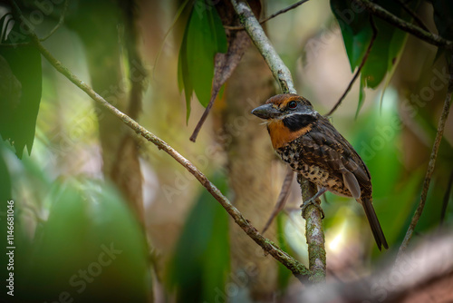 Spotted Puffbird
 photo