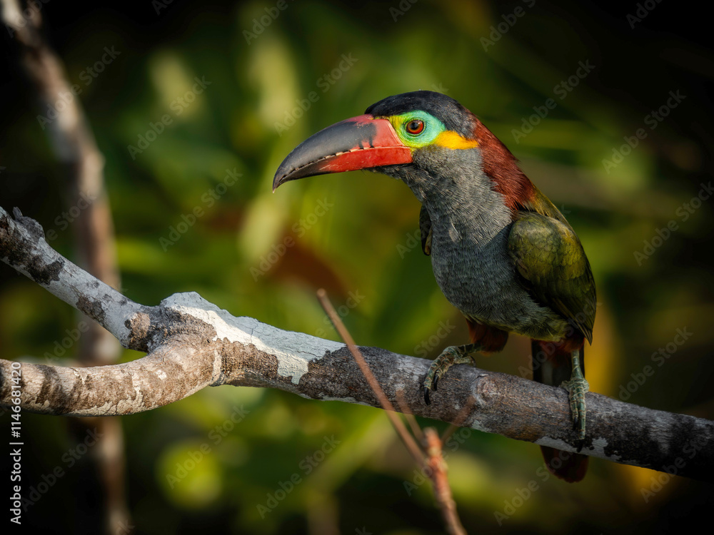 Fototapeta premium Guianan Toucanet - Selenidera piperivora