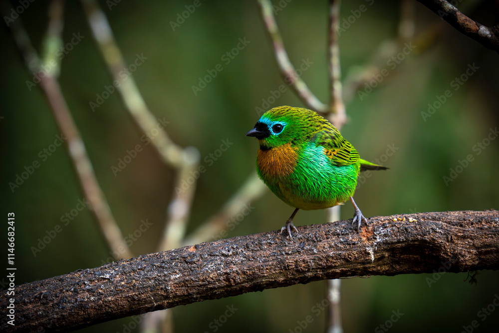Brassy-breasted Tanager - Tangara desmaresti Brassy-breasted Tanager - Tangara desmaresti