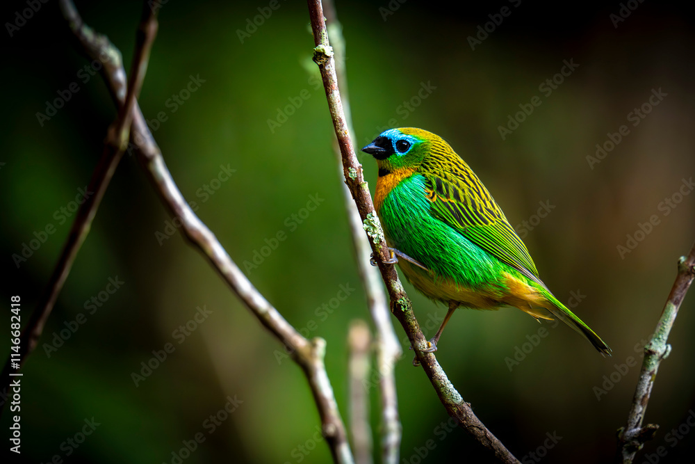Naklejka premium Brassy-breasted Tanager - Tangara desmaresti