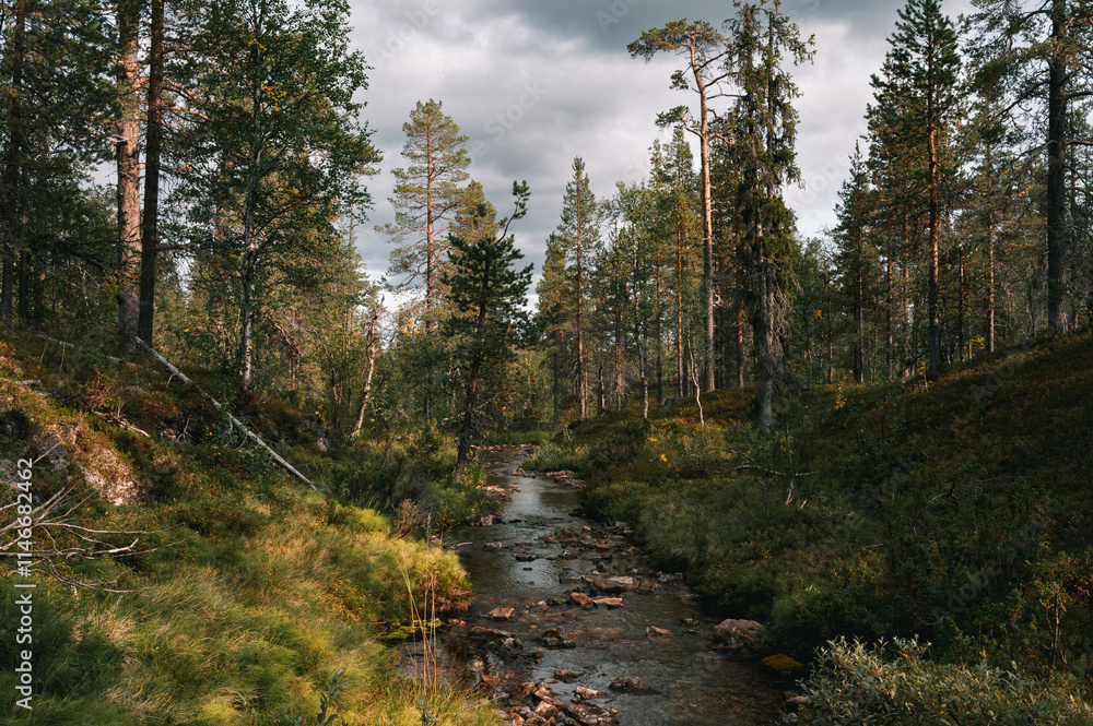 Bach im Wald Bach im Wald