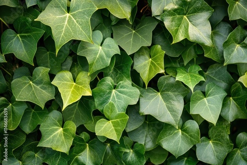 Fresh Ivy Leaves in a Close-Up Showing Vibrant Green Hues and Natural Textures