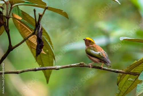 Fiery-capped Manakin
 photo