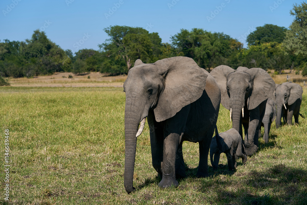 Obraz premium Herd of African Elephant (Loxodonta africana) with young in South Luangwa National Park, Zambia 