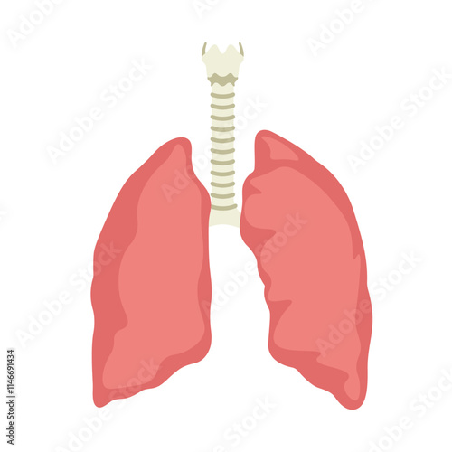 Flat illustration of human lungs and trachea in pink and beige tones, isolated on a white background.