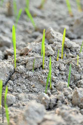 closeup the ripe green soil wheat stitch plant growing with leaves in the farm field with clay soft focus natural green brown background.