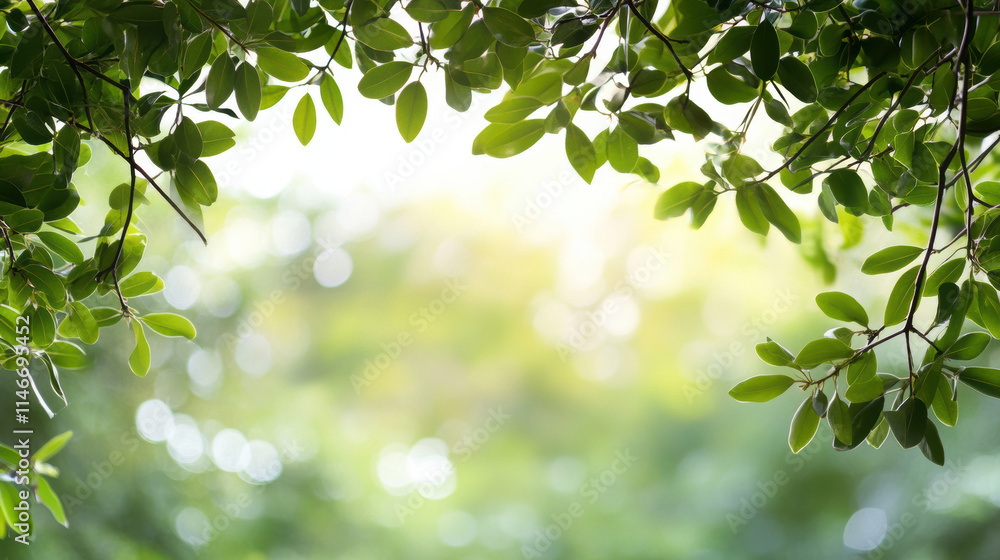 Fresh green leaves with soft sunlight in background Fresh green leaves with soft sunlight in background