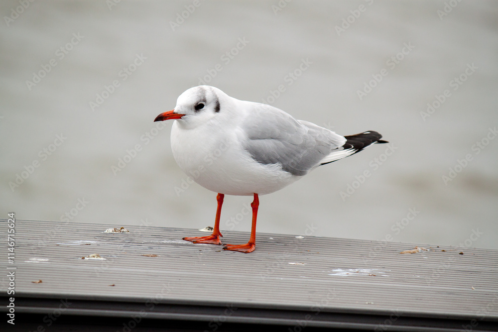 Obraz premium seagull on the beach
