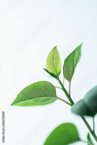 07091353 226 Close-up, green plant seedling, tender leaves with slight translucence, white background, subtle lighting creating soft shadows 