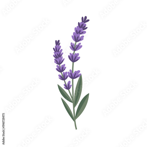  Beautiful Lavender Sprig Vector Illustration for Aromatherapy and Floral Design