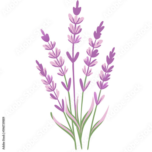  Vector Illustration of Lavender Flowers in Bloom for Botanical Use