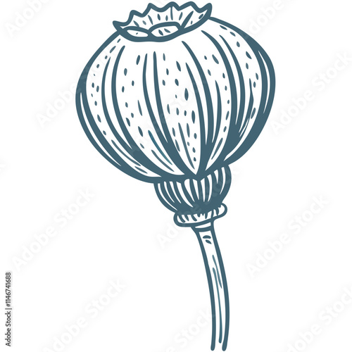  Hand Drawn Poppy Seed Pod Illustration Botanical Vector Art