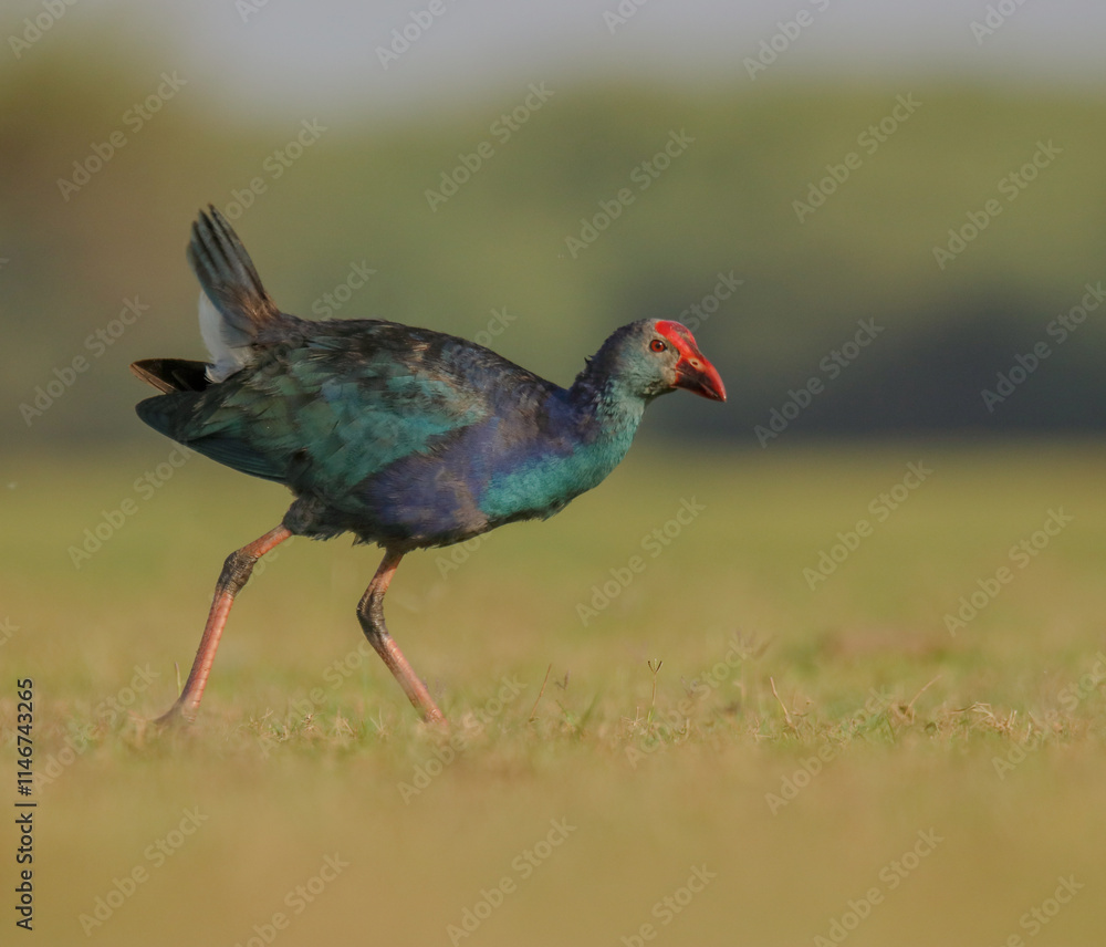 pheasant in the grass pheasant in the grass