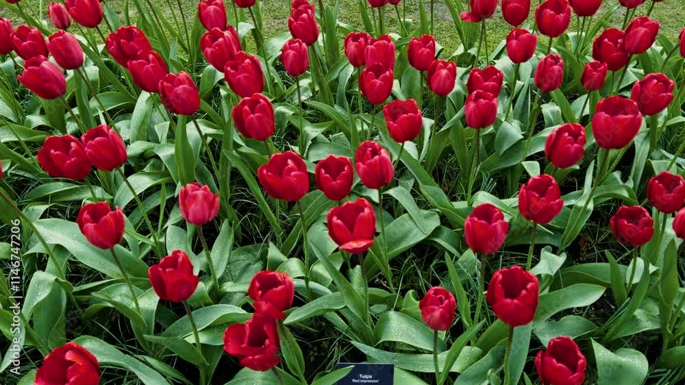Static medium overhead of red tulips with neatly grass behind at Keukenhof Netherlands Static medium overhead of red tulips with neatly grass behind at Keukenhof Netherlands