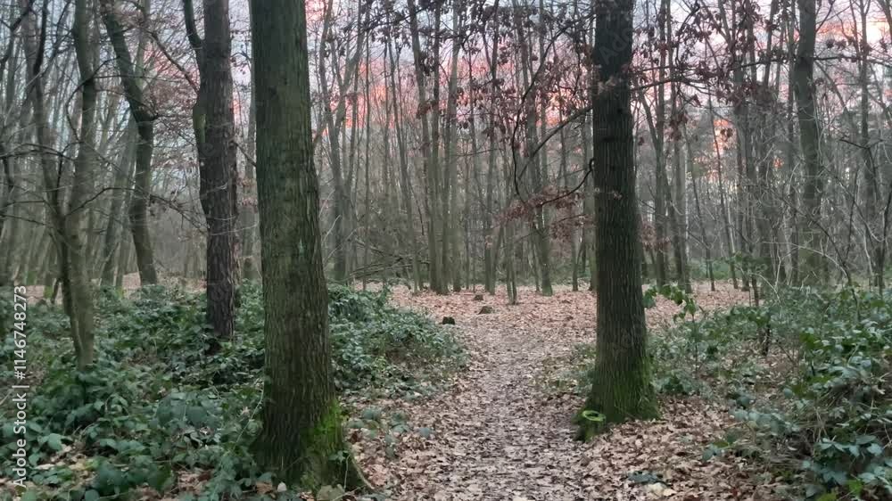 A beautiful forest pathway is lined with a stunning array of trees and vibrant fallen leaves amidst a serene natural background A beautiful forest pathway is lined with a stunning array of trees and vibrant fallen leaves amidst a serene natural background