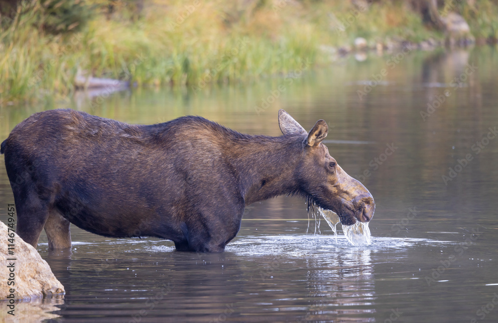 Cow Moose in Wyoming in Autumn Cow Moose in Wyoming in Autumn