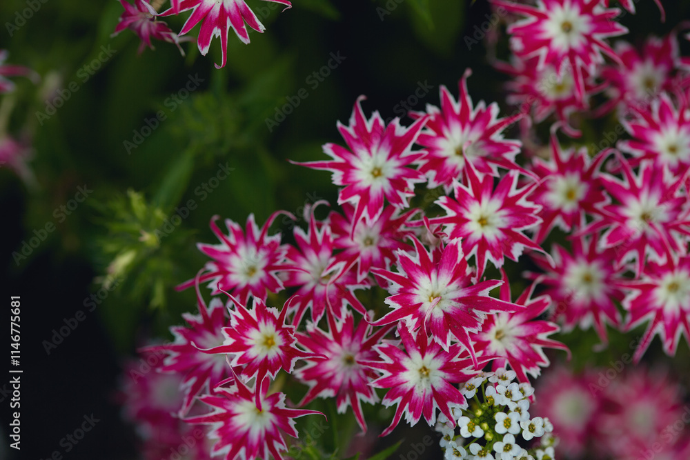 Obraz premium Pink and white flowers with intricate star-like patterns, surrounded by lush green leaves in a detailed garden close-up.