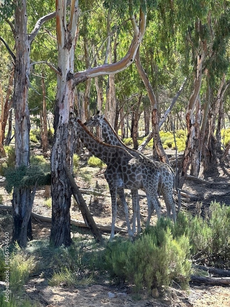 Foto Two giraffes grazing on trees