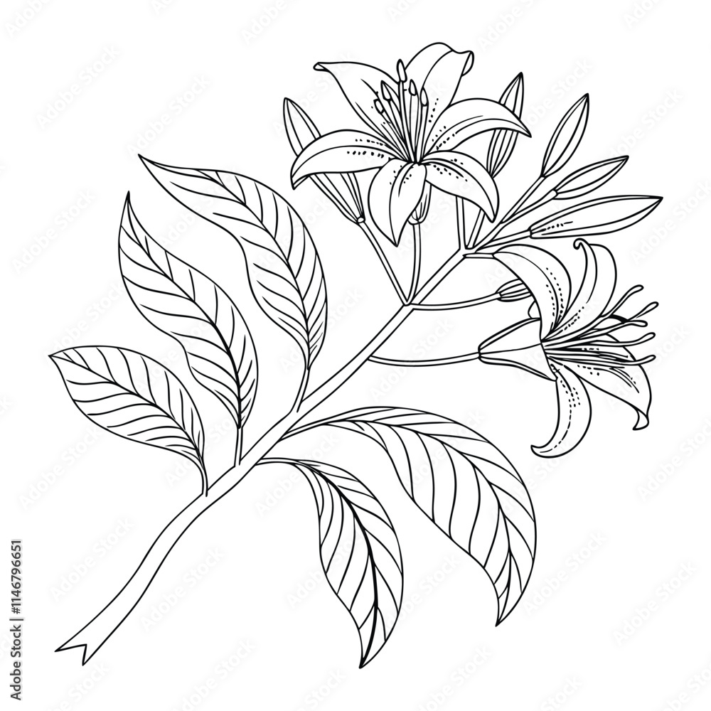 Abstract lily flower isolated on white illustration Abstract lily flower isolated on white illustration