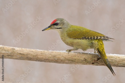 Greyheaded woodpecker Picus canus bird songbird wildlife nature predator cock o the north, beautiful animal mountain finch, animal, bird watching ornithology, flower bud fauna wildlife Europe photo