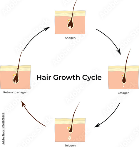 Hair Growth Cycle, Anagen, Catagen, Return to Anagen, Telogen, Vector Illustration