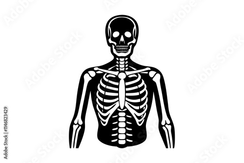 3d rendered illustration of a human skeleton
