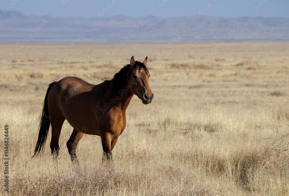 Fototapeta premium Wild Horse in Autumn in the Utah Desert