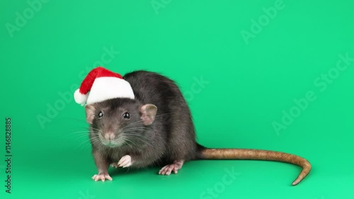 Colored rat isolated on green background. Mouse in red Santa hat. Cutting material. Rodent in New Year's costume on chromakey. Christmas concept.