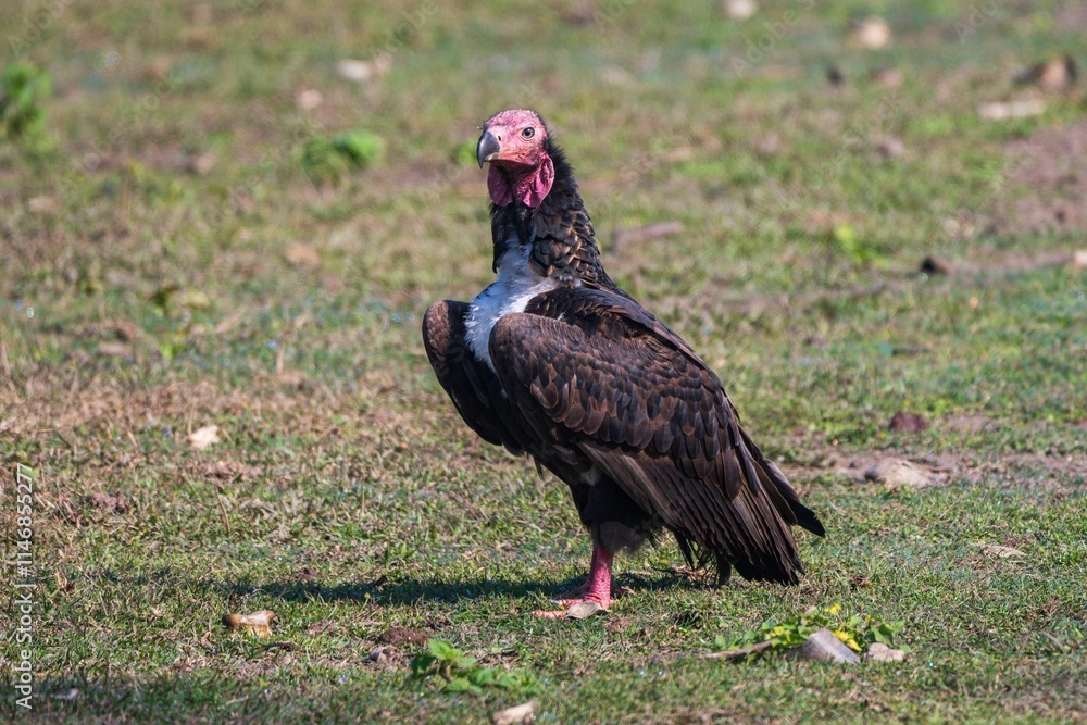 Solitary vulture on a grassy field. Solitary vulture on a grassy field.