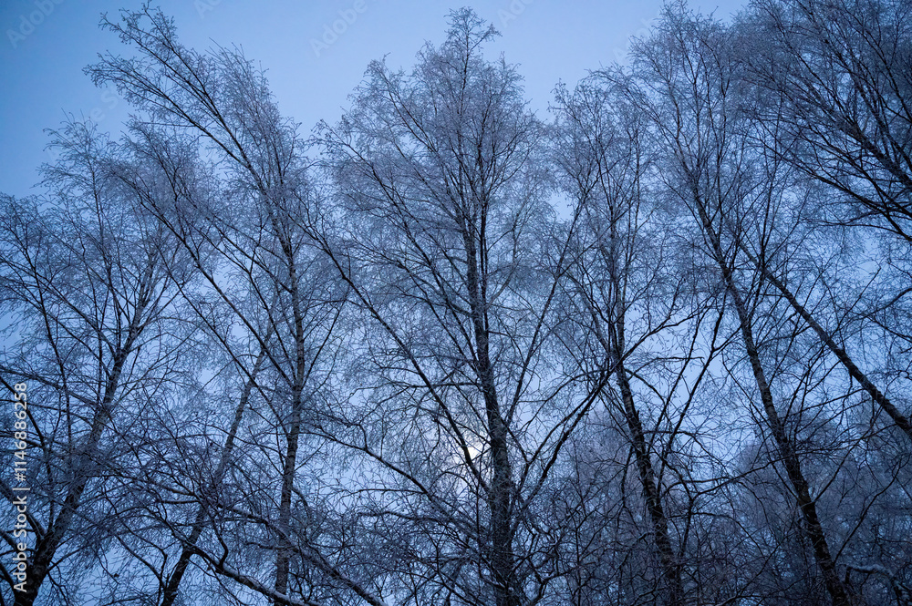 Moon shines behind the branches on a cold winter night Moon shines behind the branches on a cold winter night