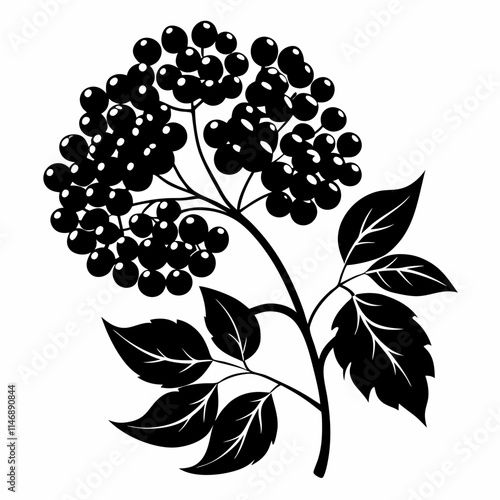 Elderberry Art vector