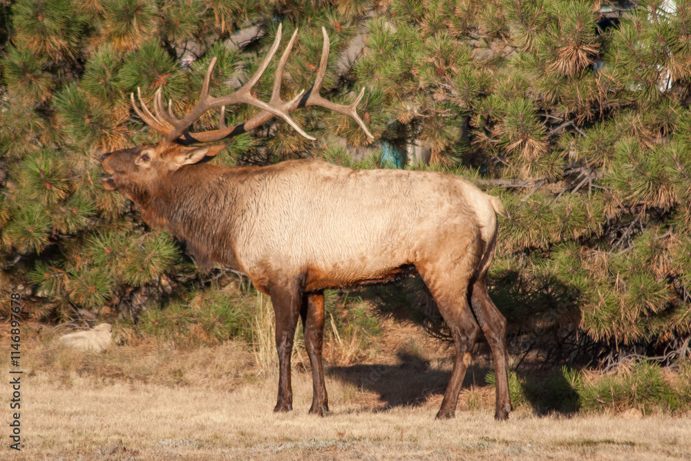 Fototapeta premium Bull Elk During the Rut in Colorado in Autumn