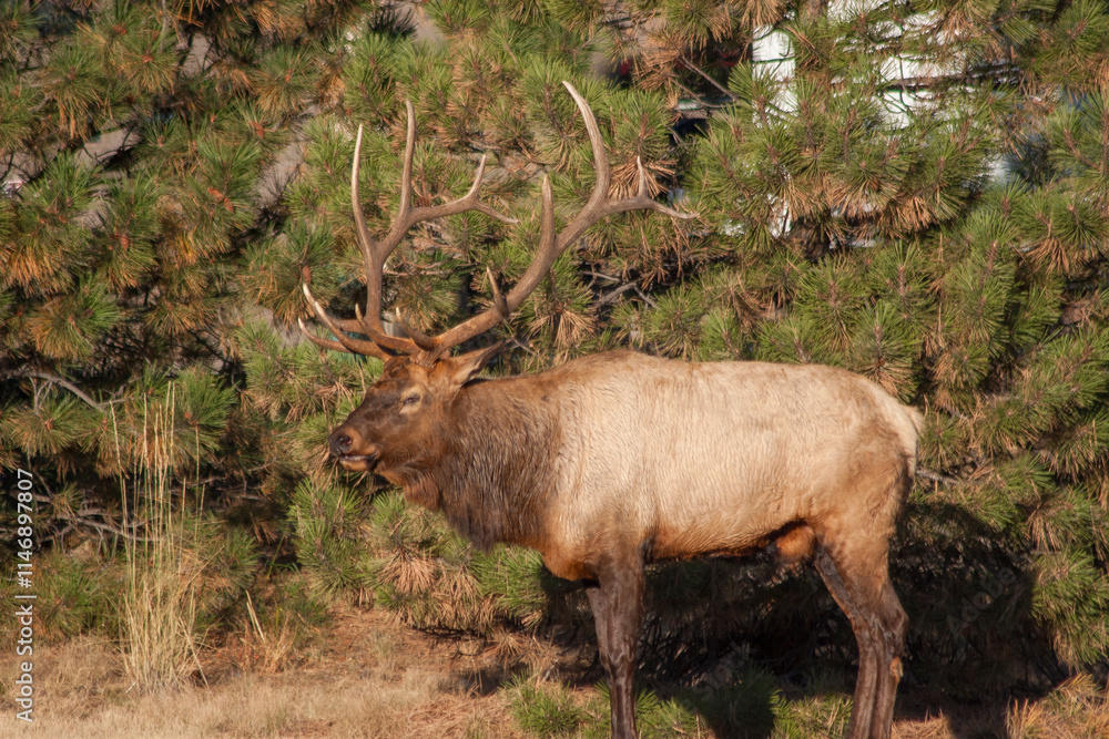 Bull Elk During the Rut in Colorado in Autumn Bull Elk During the Rut in Colorado in Autumn