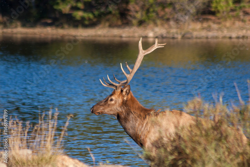 Bull Elk During the Rut in Colorado in Autumn