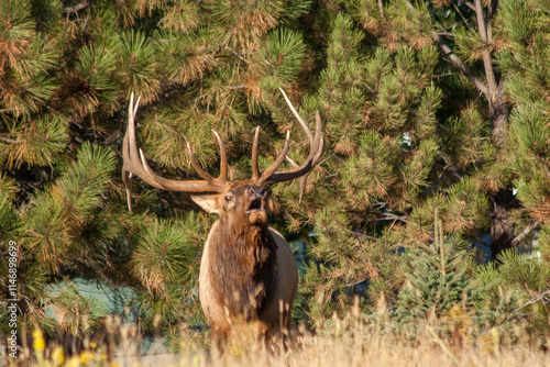 Bull Elk During the Rut in Colorado in Autumn