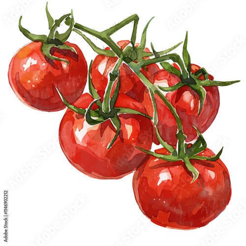 a watercolor of a cluster of ripe red tomatoes on the vine, isolated on a white background. ripe red tomatoes vector.






