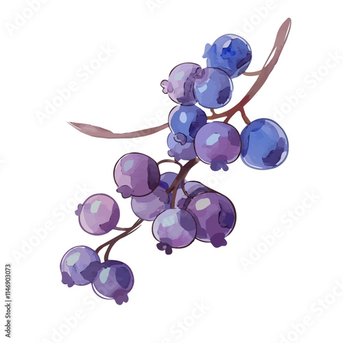 A watercolor drawing of a cluster of summer blueberries on a branch, isolated on a white background. Summer blueberries vector.
