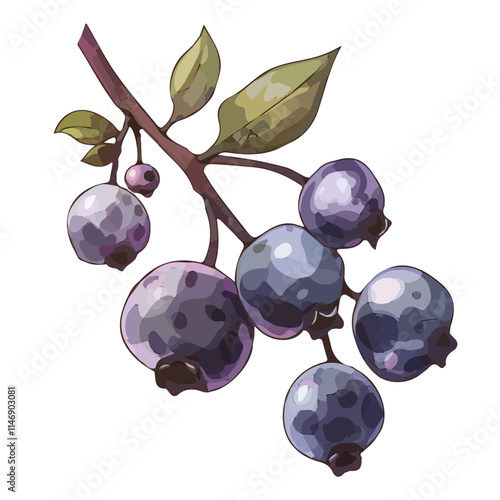 A watercolor drawing of a cluster of summer blueberries on a branch, isolated on a white background. Summer blueberries vector.
