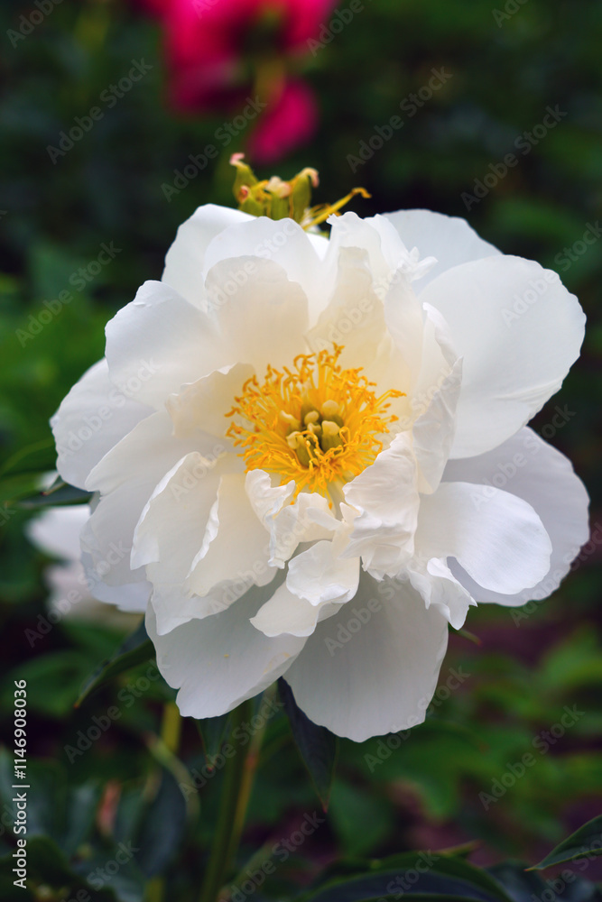 White peonies in bloom in the spring garden in China White peonies in bloom in the spring garden in China