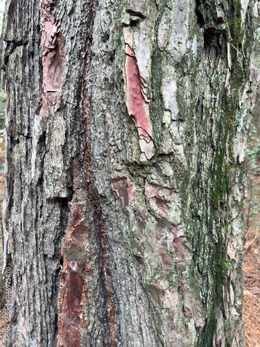 
description
description
100%
10
B22

A close-up view of a tree trunk featuring moss-covered bark and unique pink patches. This intricate texture showcases the natural beauty and patterns photo