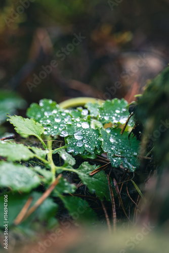 A lush forest scene featuring vibrant green leaves covered in shimmering raindrops, capturing