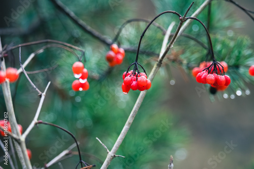 A vibrant forest scene featuring red berries glistening with raindrops, set against a lush background of green pine branches