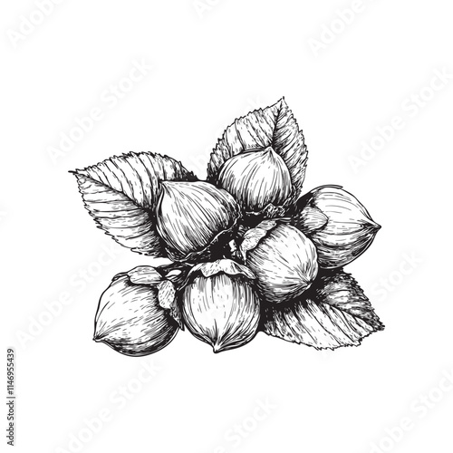 hazelnut vector illustrations - hand drawn hazelnut - black and white hazelnut isolated on white background