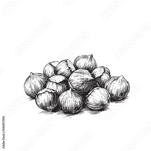 hazelnut vector illustrations - hand drawn hazelnut - black and white hazelnut isolated on white background