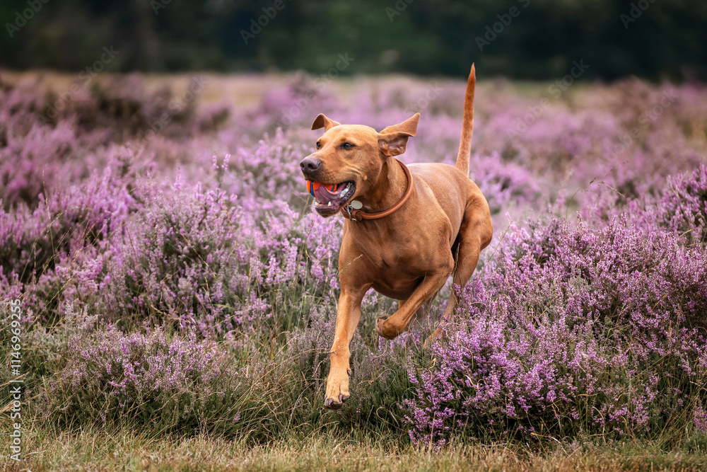 Vizsla dog in the grass field and heather at Ascot Heath