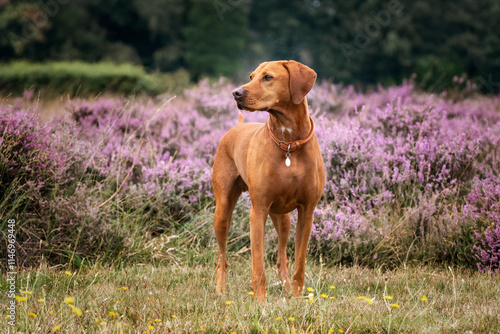 Obraz na płótnie Vizsla dog in the grass field and heather at Ascot Heath w salonie